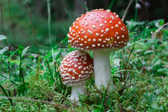 Pet Mushroom Poisoning