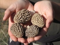 Morels – Many species, Edible for most people but not all