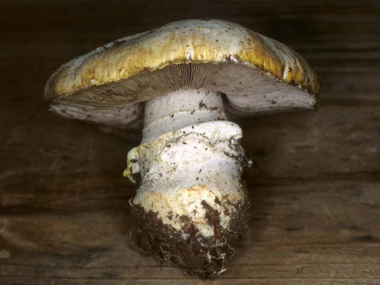 Agaricus moronii