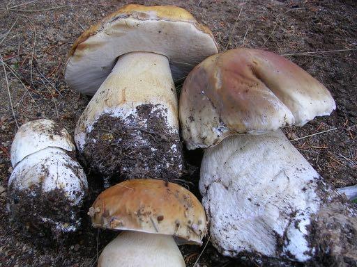 Boletus edulis