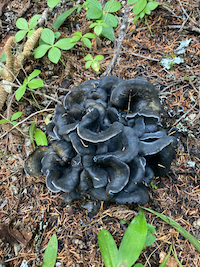 Polyozellus marymargaretae – Maggie’s Blue Chanterelle