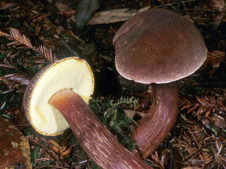 Aureoboletus mirabilis