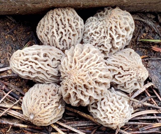 Enigmatic Ecology of Morels – April 17