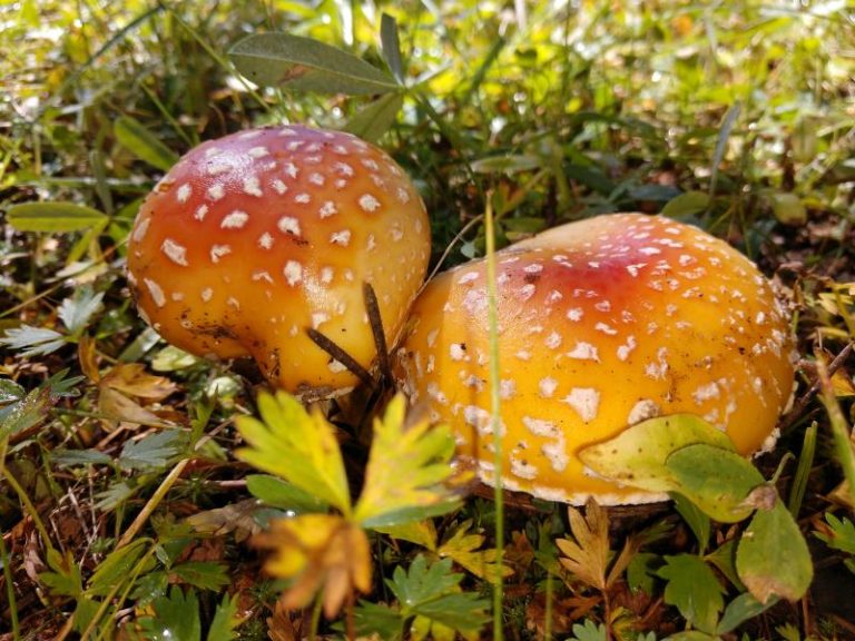Favorite Fungi Photos Gallery