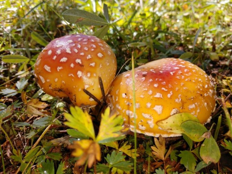 Amanita muscaria – Fly Agaric