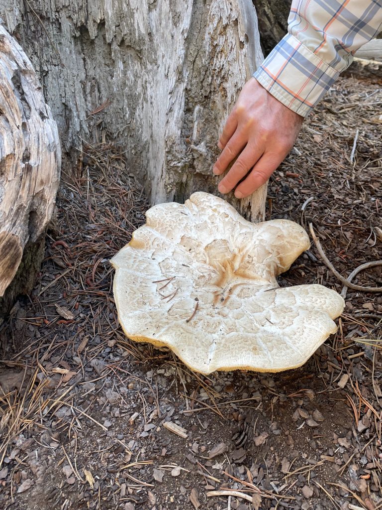 Neolentinus ponderosa – Giant Sawgill