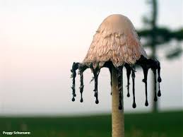 Coprinus comatus – Shaggy Mane