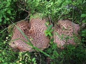 Toothed fungi