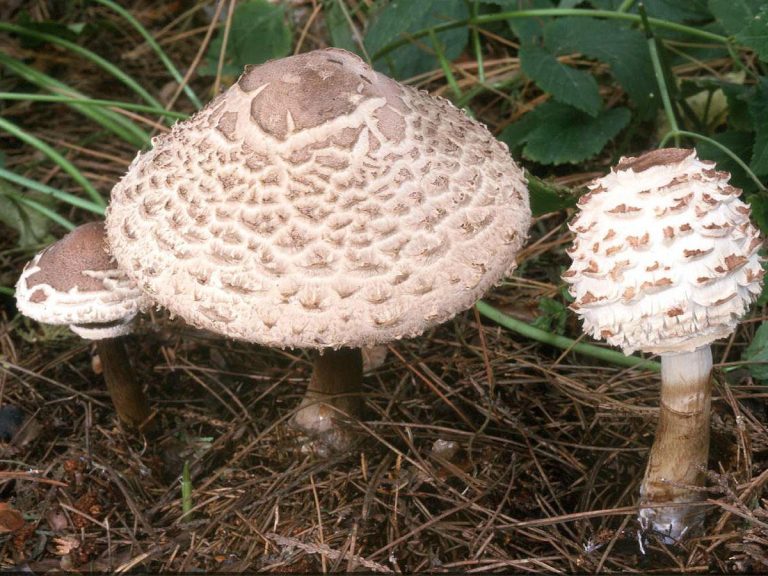 Shaggy Parasol – Chlorophyllum rachodes