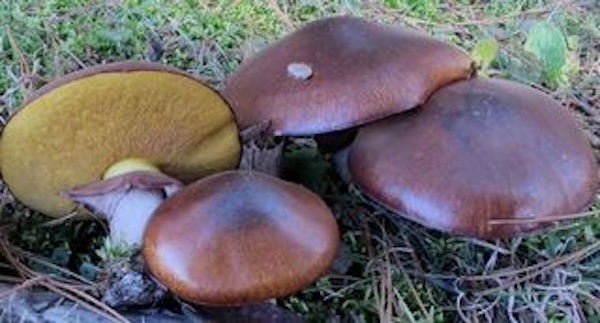 Suillus