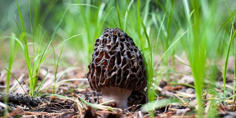 Seasonal Chart for Edible Mushrooms