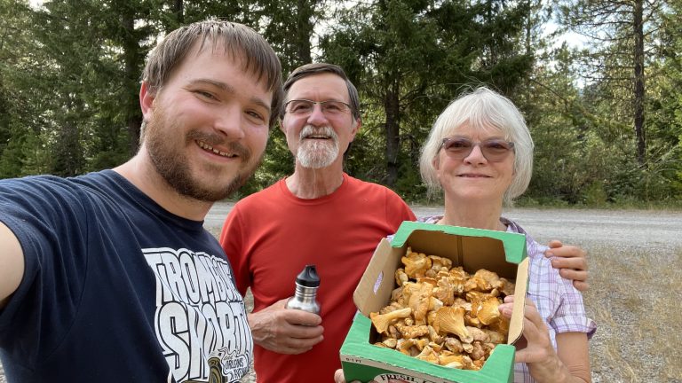 Chanterelles in late August