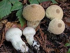 Puffballs and Friends