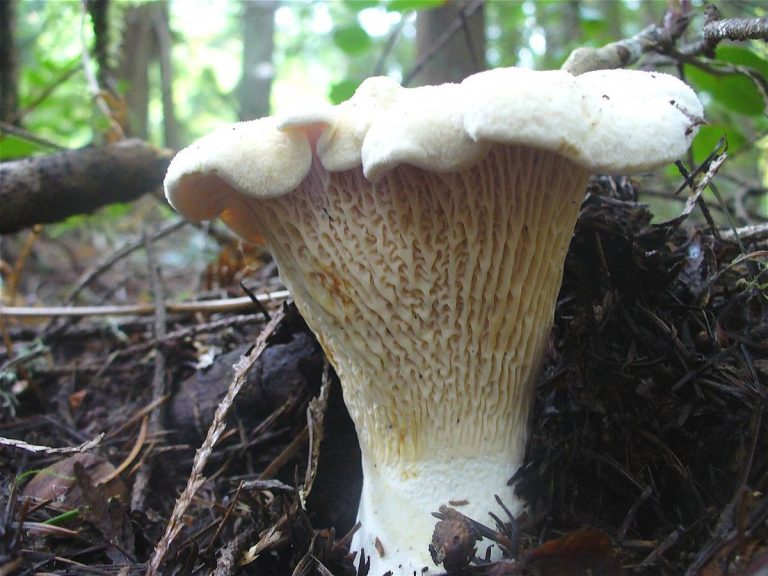 Cantherellus subalbidus – White chanterelle