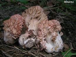 Corals – Ramaria species