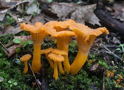 Craterellus tubaeformis – winter Chanterelle or Yellow Foot