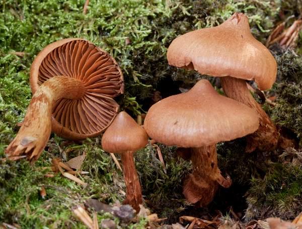 Mushroom Poisoning in the Pacific Northwest