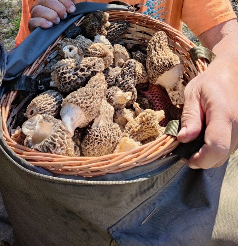 Mushroom Identification, Beginning & intermediate